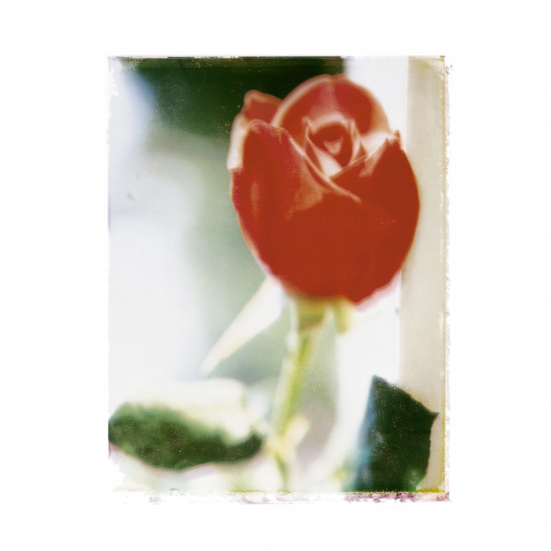 18_ROSE_ROUGE